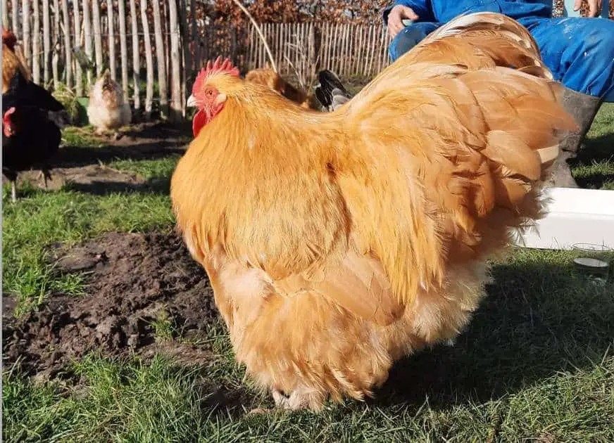 pollo orpington