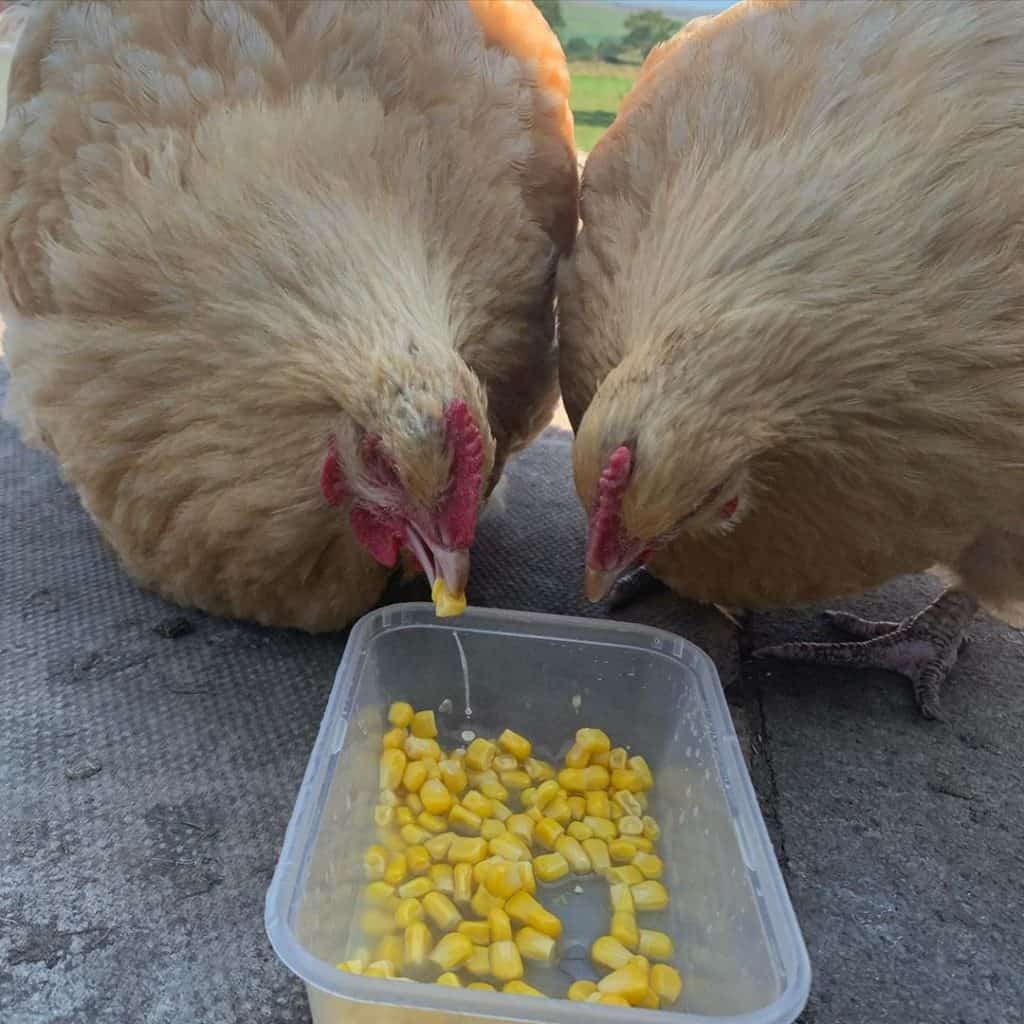 Cuestiones de salud y cuidado de los pollos de Orpington