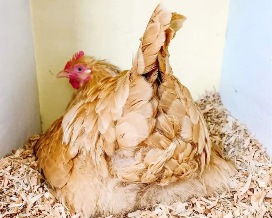 Puesta de huevos de gallina de Orpington