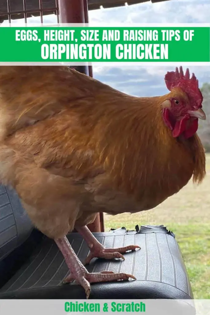 pollo orpington