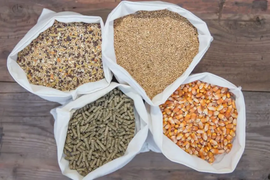 Diferencia entre Chicken Scratch y Chicken Feed