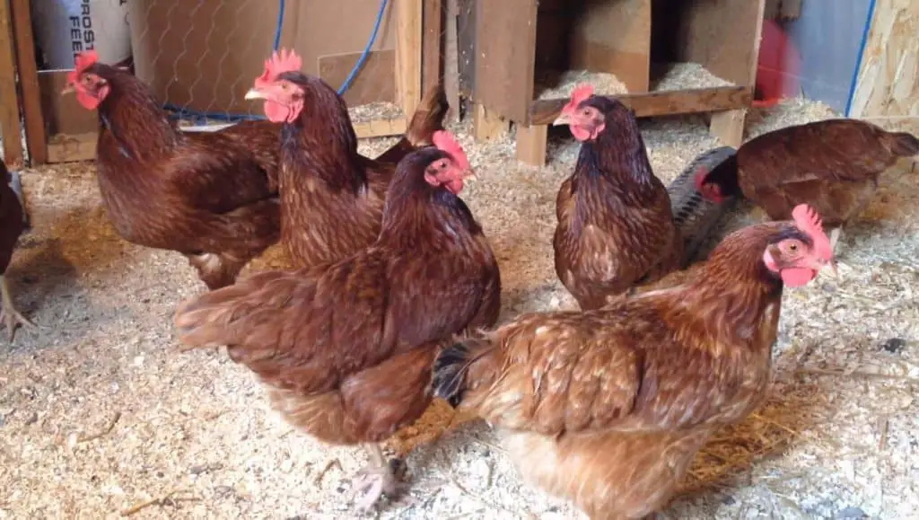 gallo rojo de rhode island