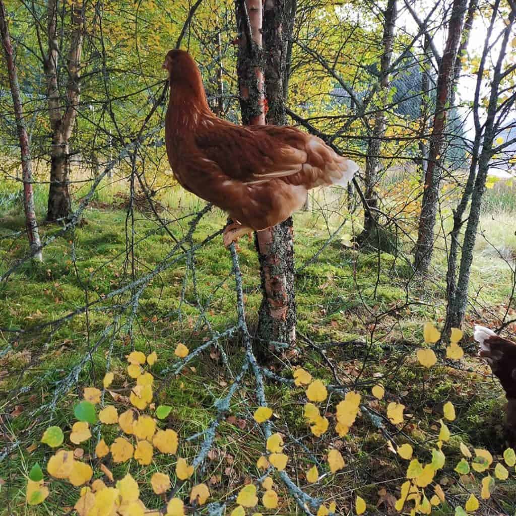 Cuidado especial de los pollos rojos de Rhode Island
