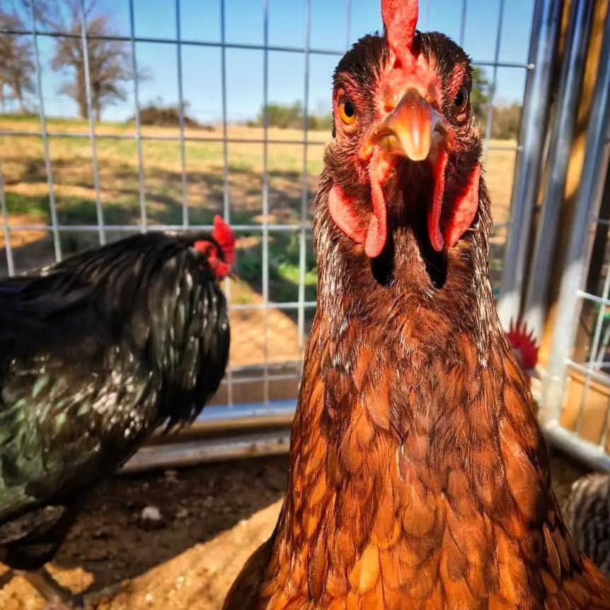 rhode island Personalidad y temperamento