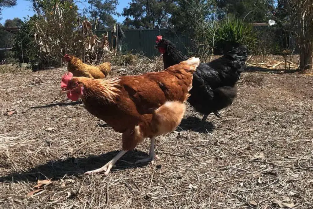 Consejos para criar pollos rojos de Rhode Island
