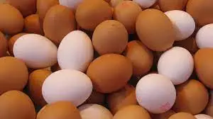 ¿Las gallinas sienten dolor al poner huevos?