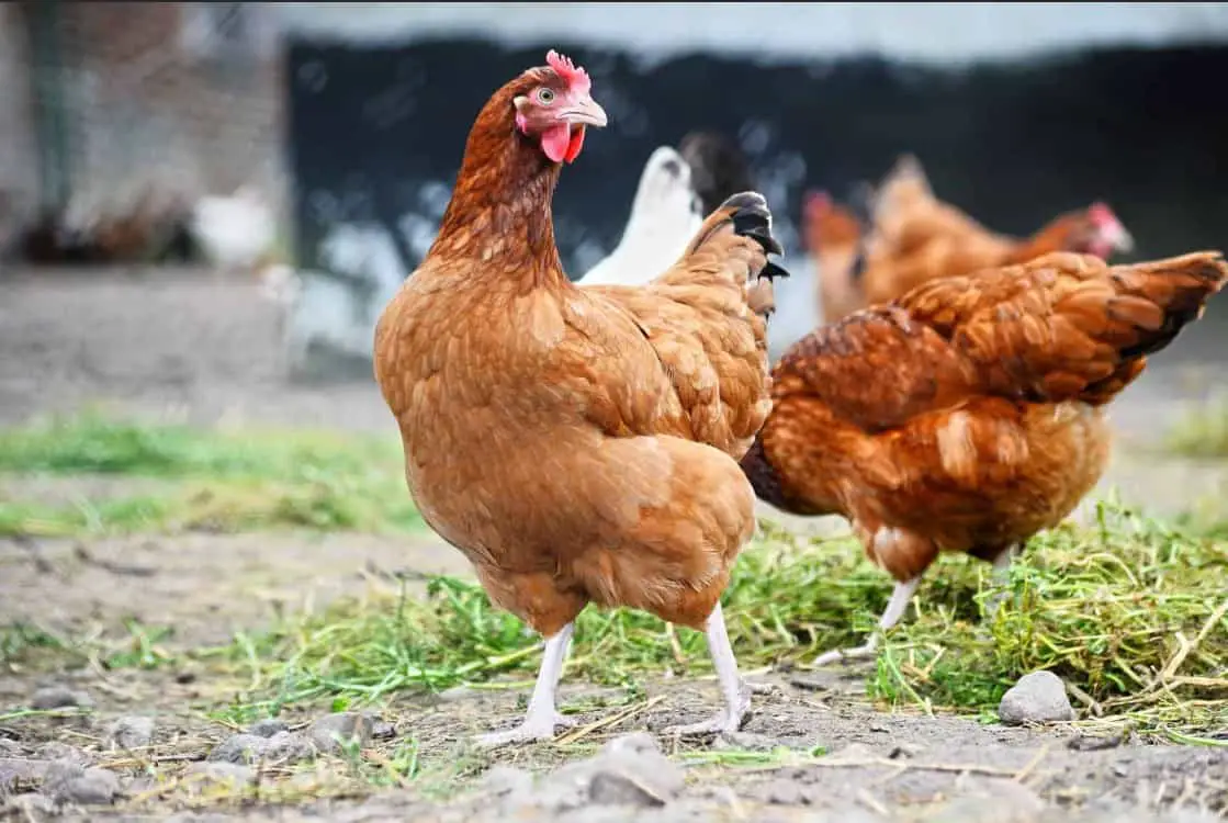 que comen las gallinas naturalmente