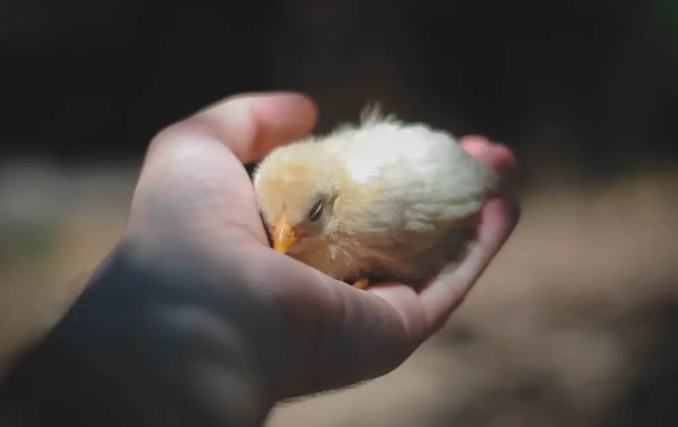 ¿Los pollos de traspatio necesitan vacunas?