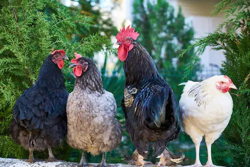 Un pollo macho y tres gallinas.