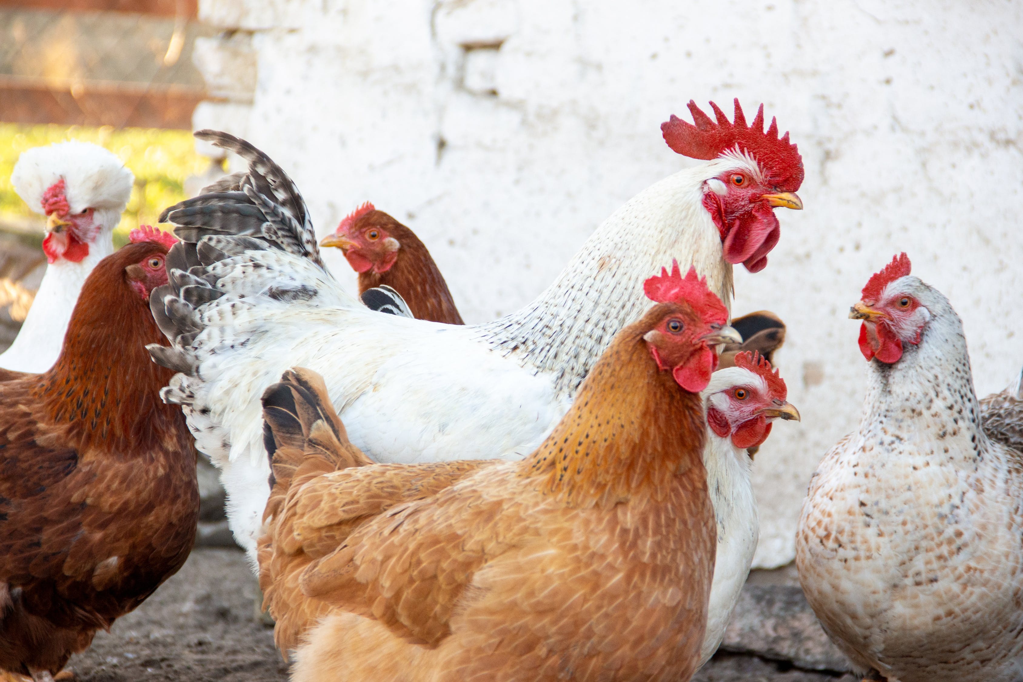 Pollos blancos y marrones en suelo marrón