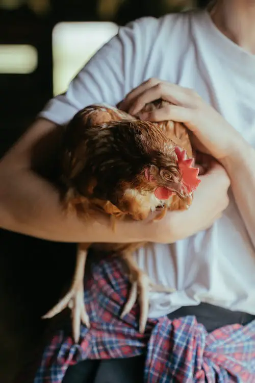 Hombre con camisa blanca sosteniendo un pollo viejo