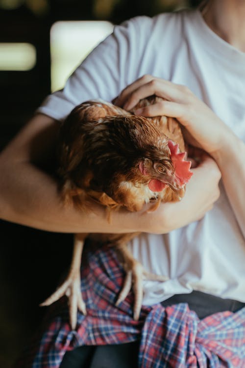 Hombre con camisa blanca sosteniendo un pollo viejo