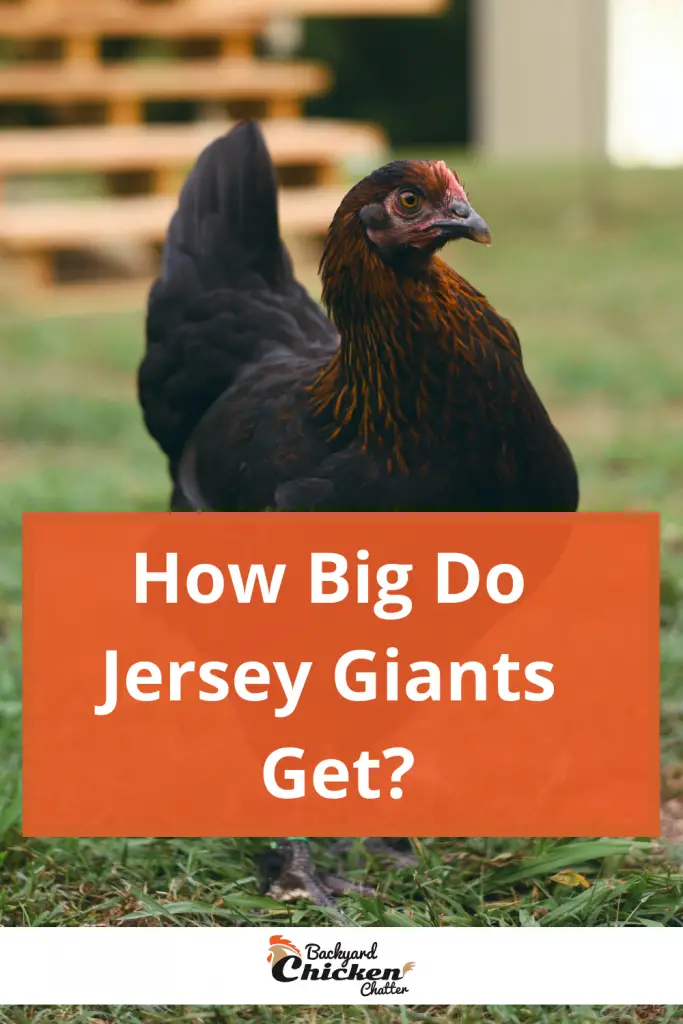 ¿Qué tamaño tienen los gigantes de Jersey?