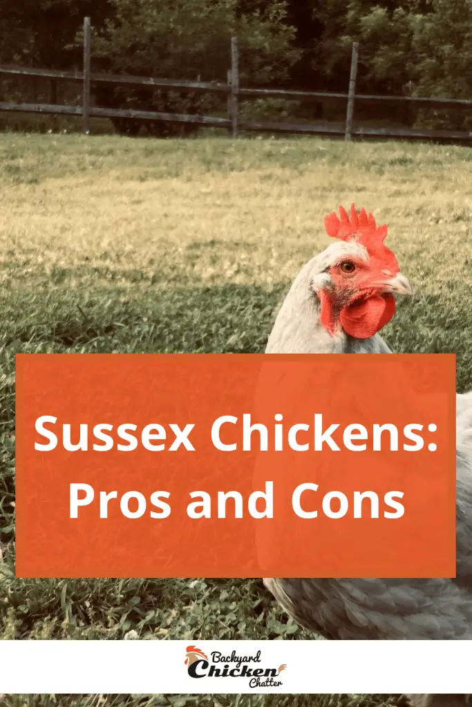 Pollos Sussex: pros y contras