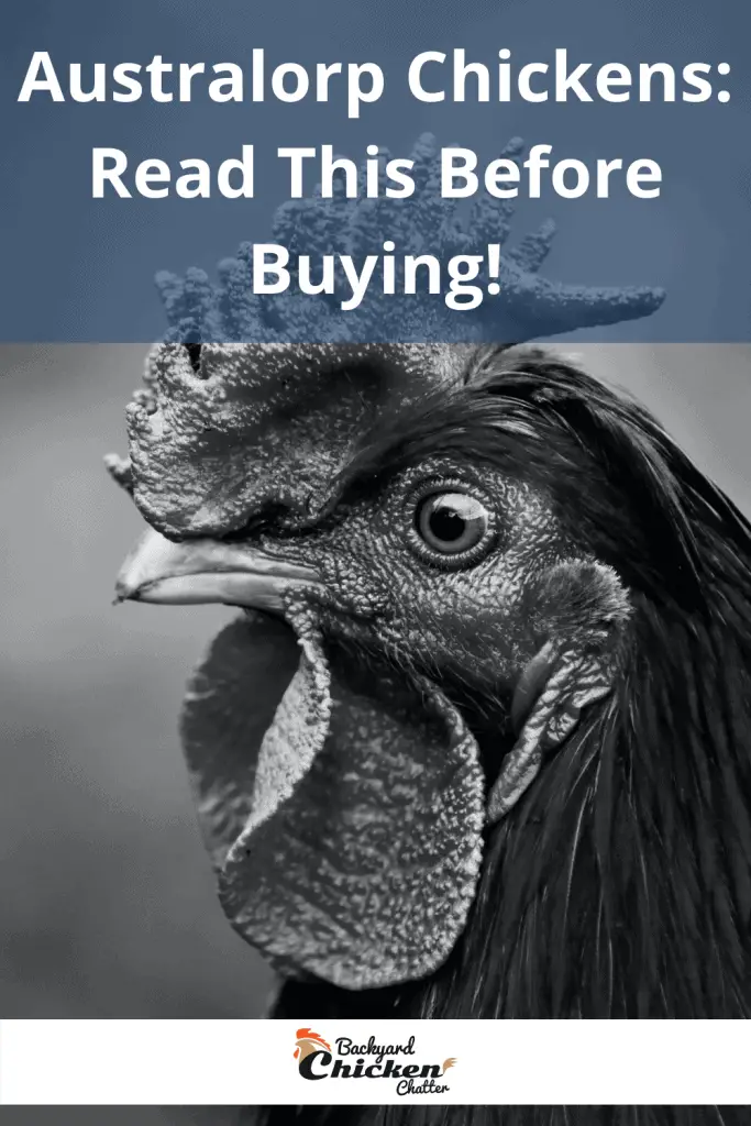 Pollos Australorp: ¡Lea esto antes de comprar!
