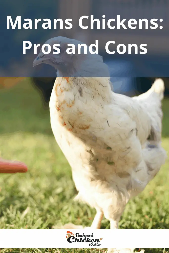 Pollos Marans: Pros y Contras