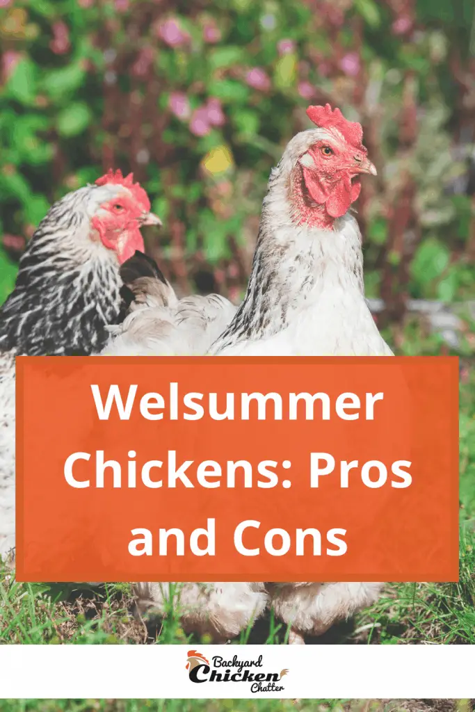 Pollos Welsummer: pros y contras