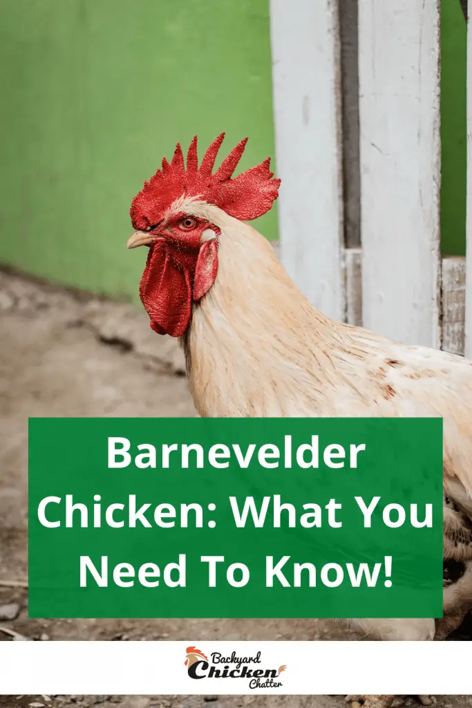 Pollo Barnevelder: ¡Lo que necesitas saber!