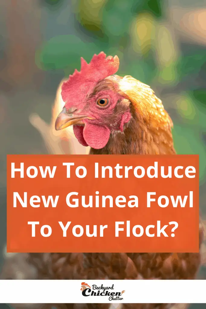 ¿Cómo introducir aves de Nueva Guinea a su rebaño?