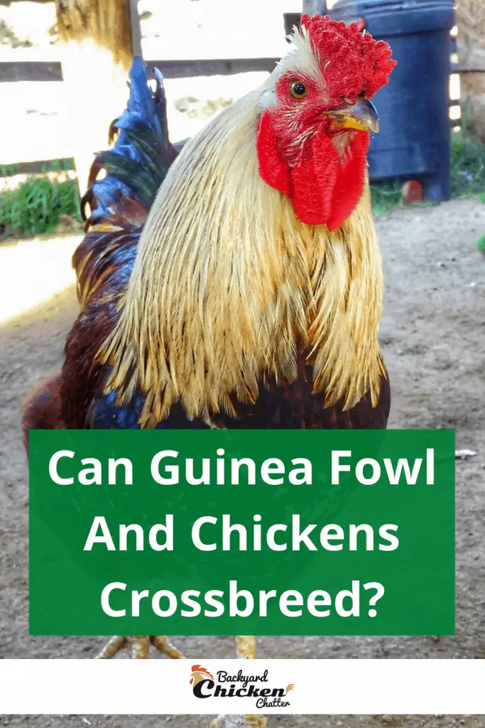 ¿Pueden las gallinas de Guinea y los pollos cruzarse?