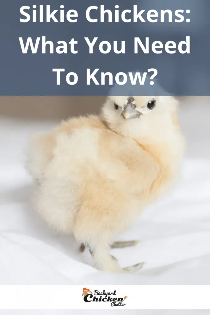 Pollos Silkie: ¿Qué necesitas saber?