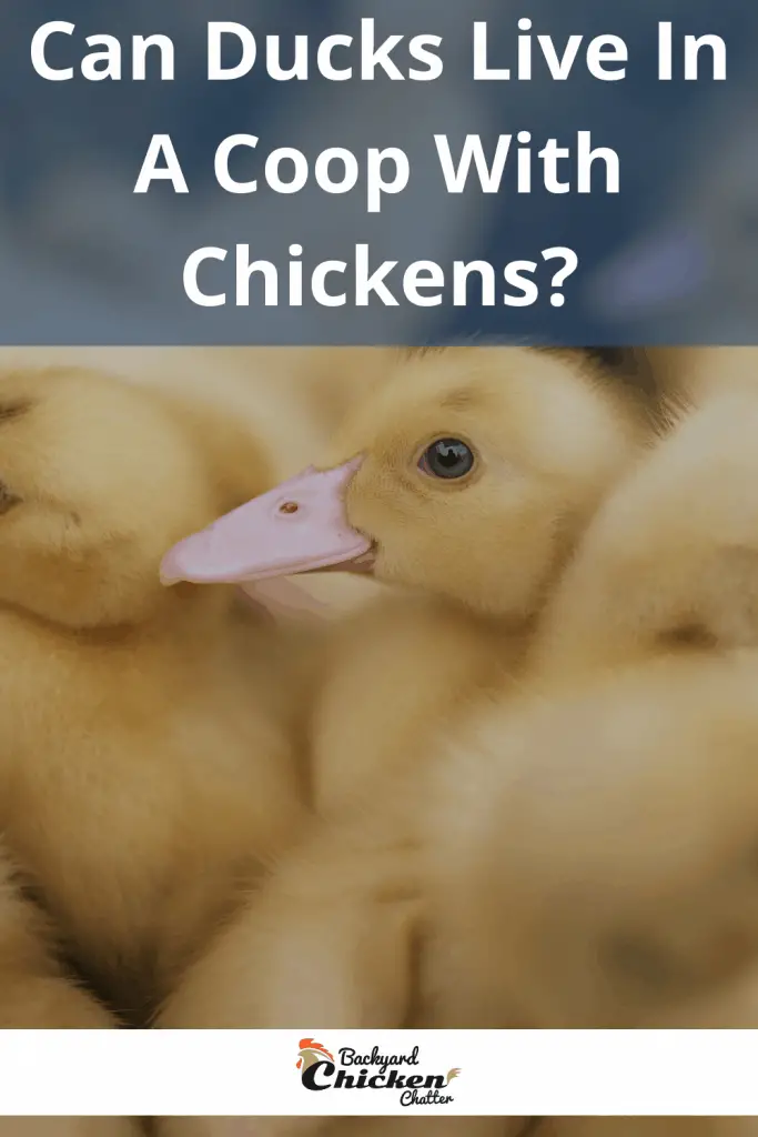 ¿Pueden los patos vivir en un gallinero con pollos?