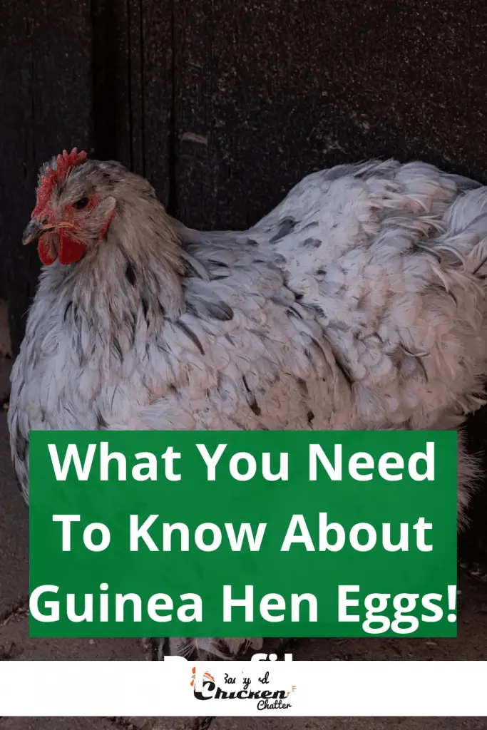 ¡Lo que necesita saber sobre los huevos de gallina de Guinea!
