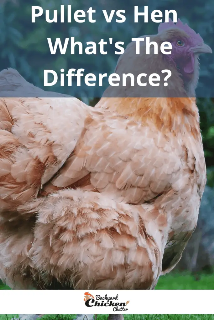 Pollita vs Gallina - ¿Cuál es la diferencia?