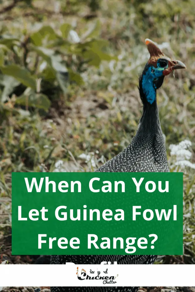 ¿Cuándo se puede permitir que las gallinas de Guinea pasen en libertad?