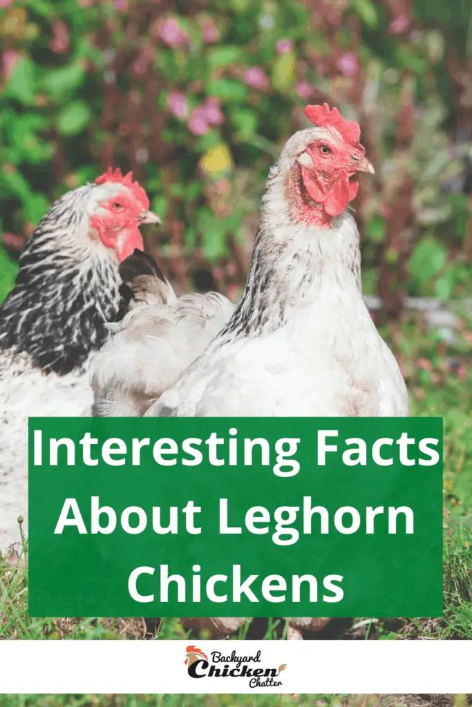 Datos interesantes sobre los pollos Leghorn