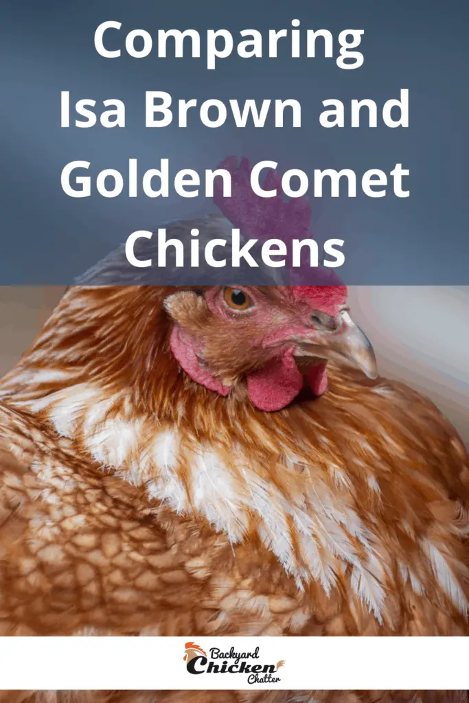Comparación de los pollos Isa Brown y Golden Comet
