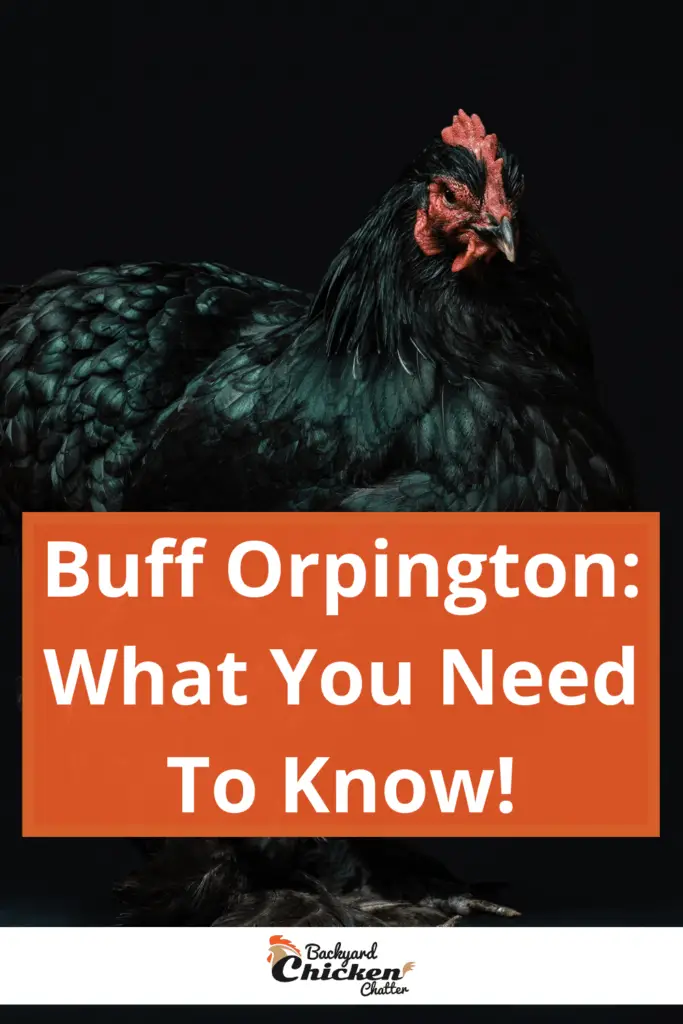 Buff Orpington: ¡Lo que necesitas saber!