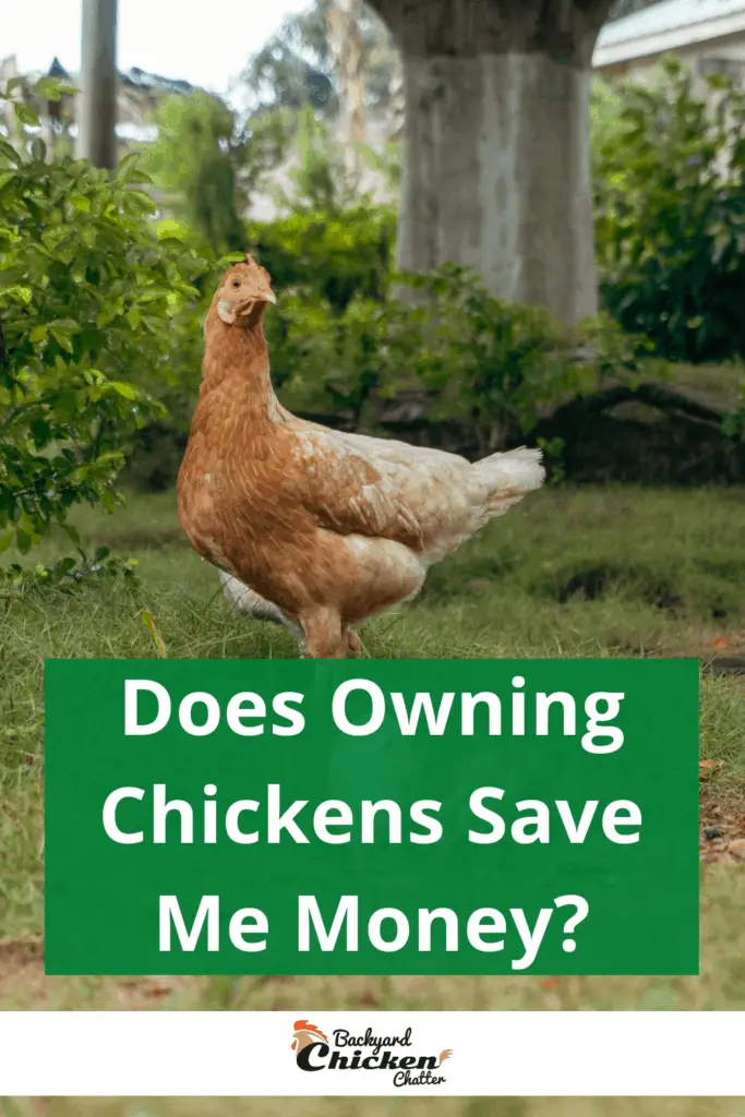 ¿Tener pollos me ahorra dinero?