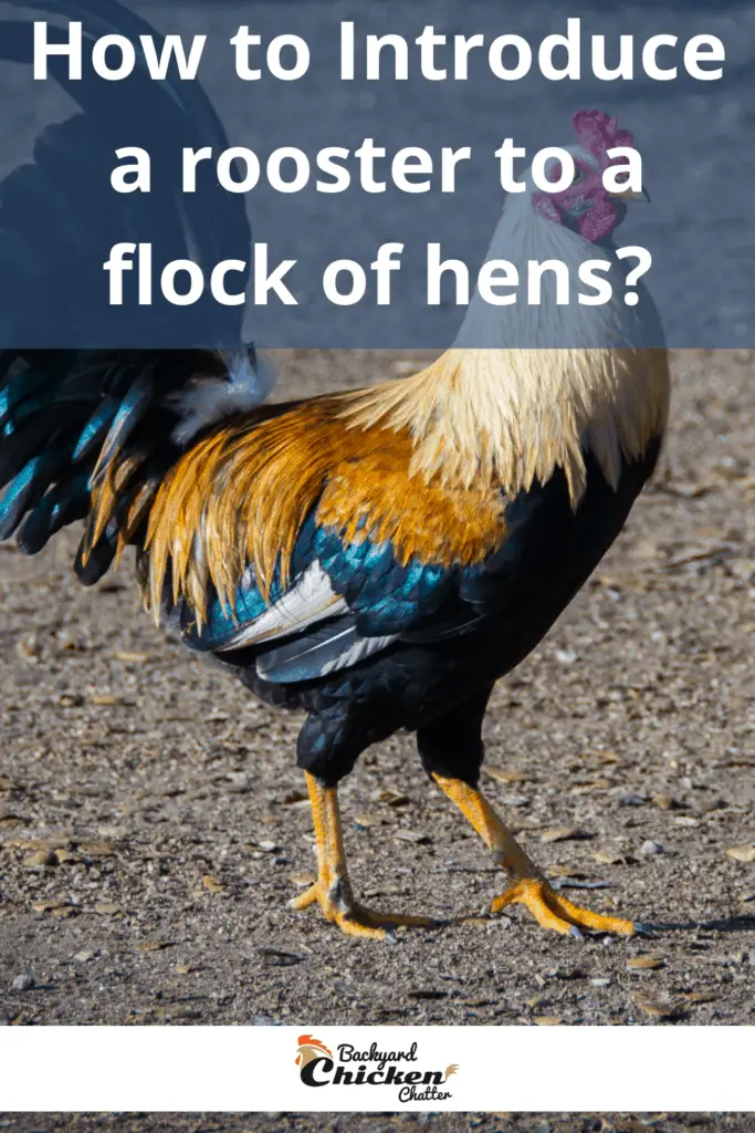 ¿Cómo introducir un gallo a una parvada de gallinas?