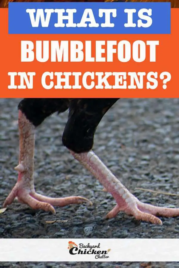 ¿Qué es Bumblefoot en los pollos?