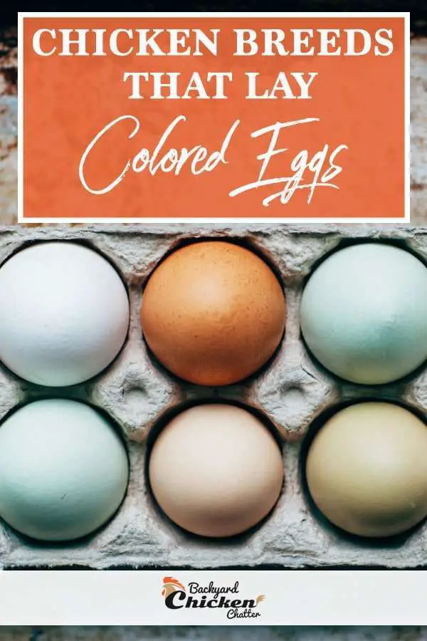 Razas de gallinas que ponen huevos de colores.