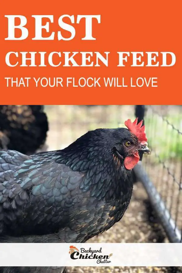 El mejor alimento para pollos que le encantará a su rebaño