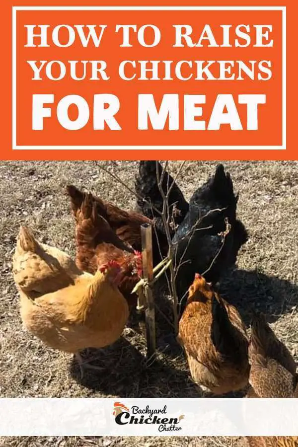 Cómo criar tu pollo para carne