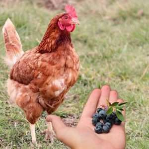 Lata-Pollos-Comer-Arándanos