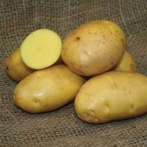 PATATAS DE SEMILLAS - 1 libra de Butterball alemana