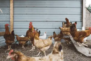 Baño de Polvo de Pollo