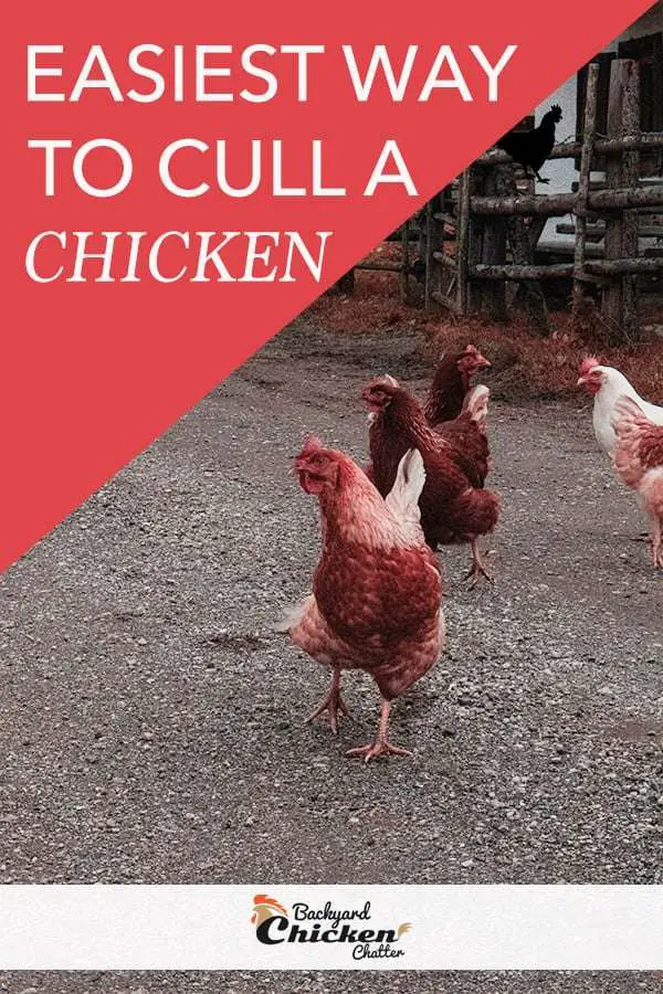 La forma más fácil de sacrificar un pollo