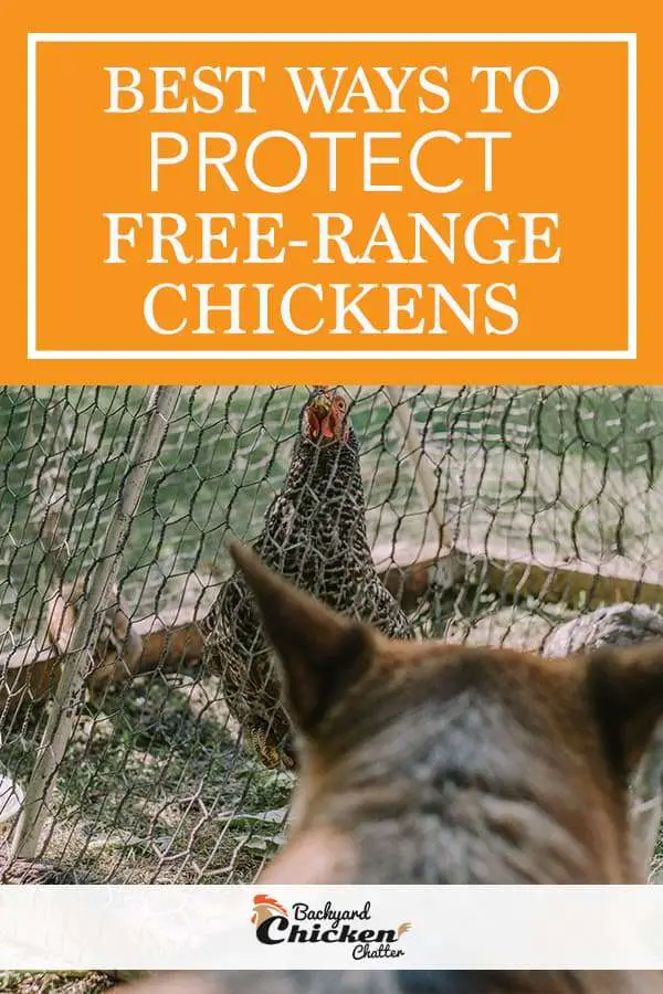 Cómo proteger a sus pollos criados en libertad