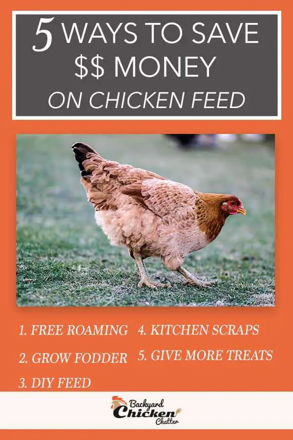 Las mejores maneras de ahorrar dinero en alimentos y golosinas para pollos Ideas de Pinterest