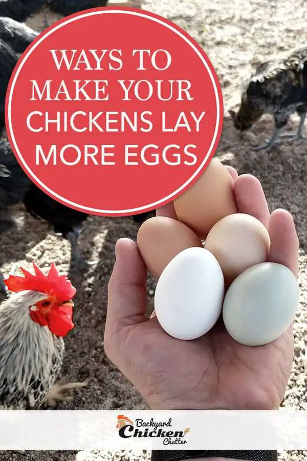 Maneras de hacer que las gallinas pongan más huevos