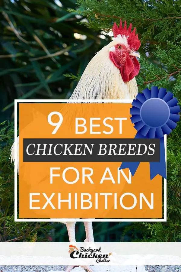 Las 9 mejores razas de pollos para exhibición