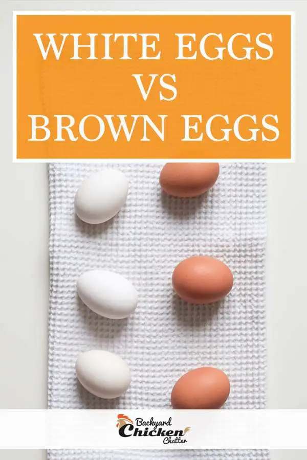 Huevos blancos vs huevos marrones ¿cuáles son mejores?