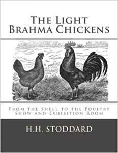 Los pollos Brahma ligeros