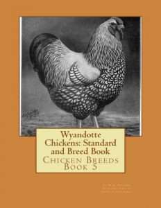 Silver-Laced-Wyandotte-Pollo