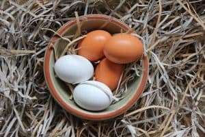 ¡Razones principales por las que las gallinas ponen huevos de cáscara blanda!